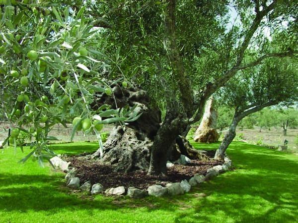 Quinta Dos Tesouros Villa Sao Bras de Alportel Bagian luar foto