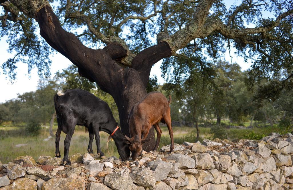 Quinta Dos Tesouros Villa Sao Bras de Alportel Bagian luar foto